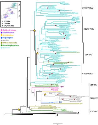 Evolution and Expression Patterns of TCP Genes in Asparagales